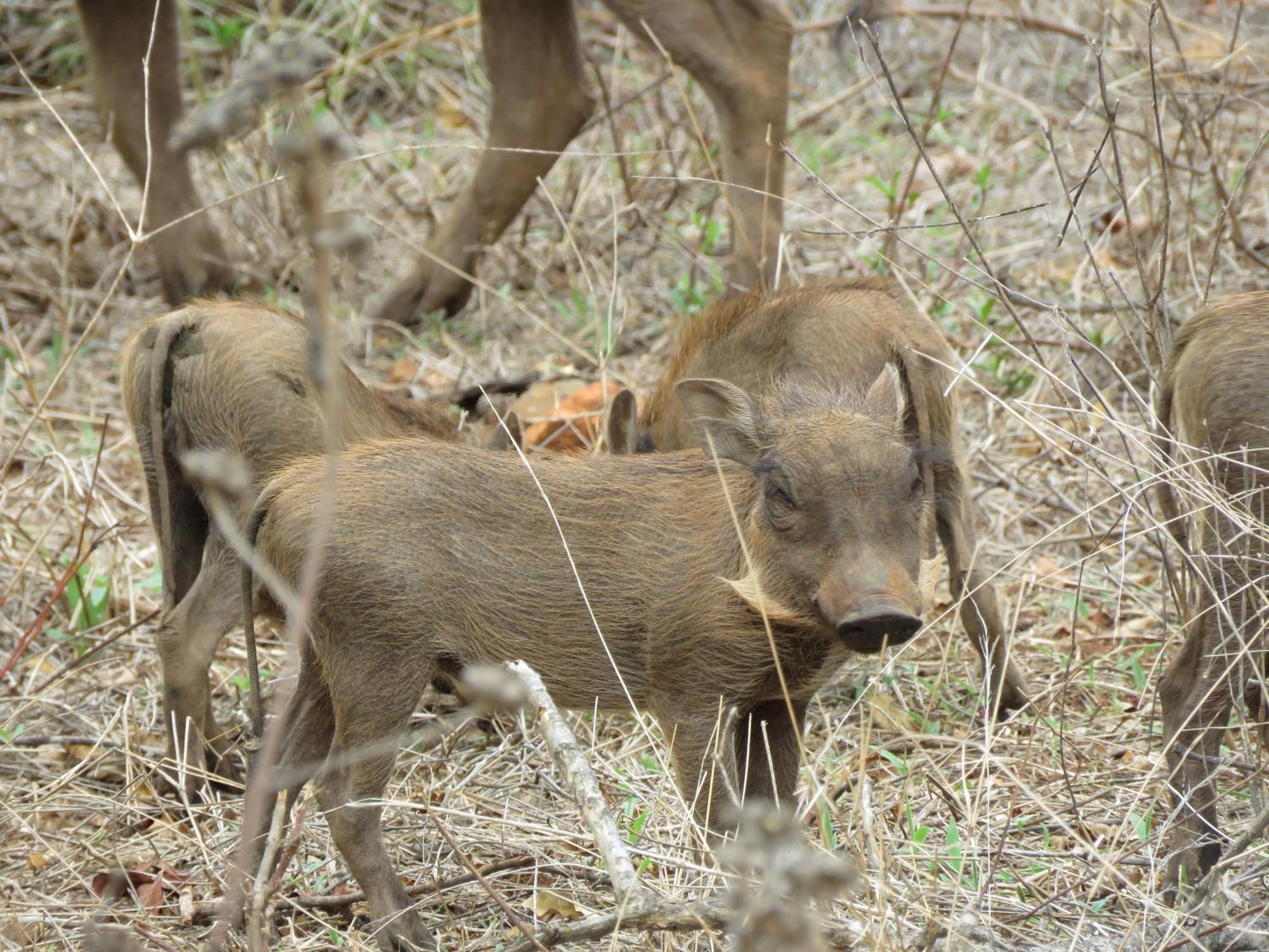 Wild Dog Guest Lodge Hoedspruit Zimmer foto